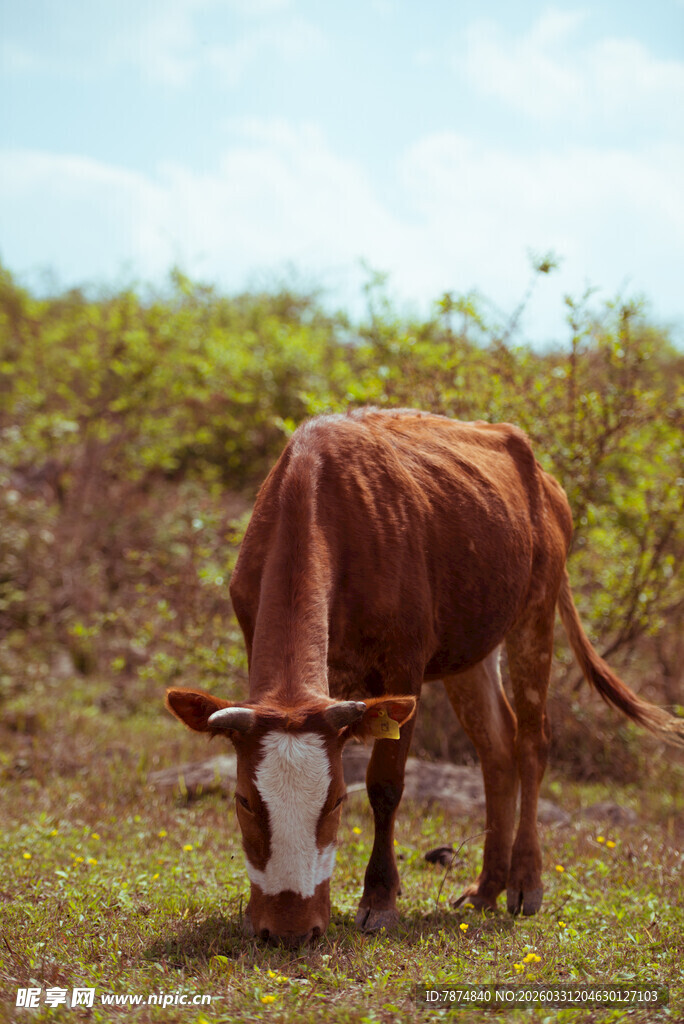 田野中低头吃草的棕色牛
