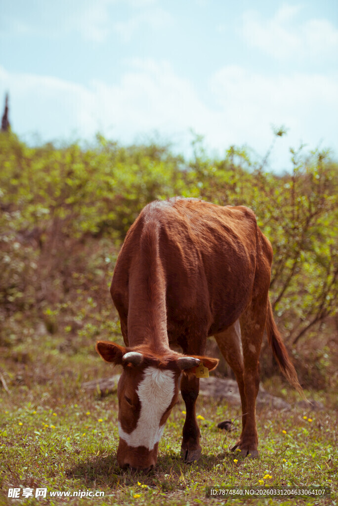 田野中低头吃草的棕色牛