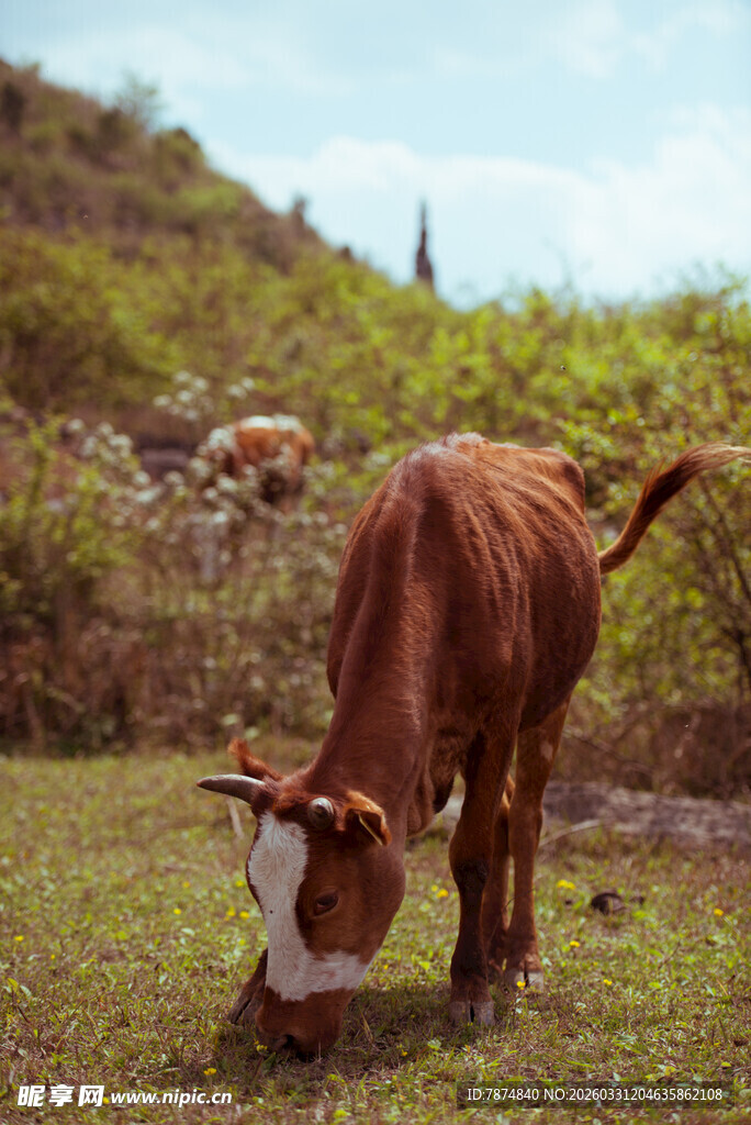 田园中低头吃草的棕色牛