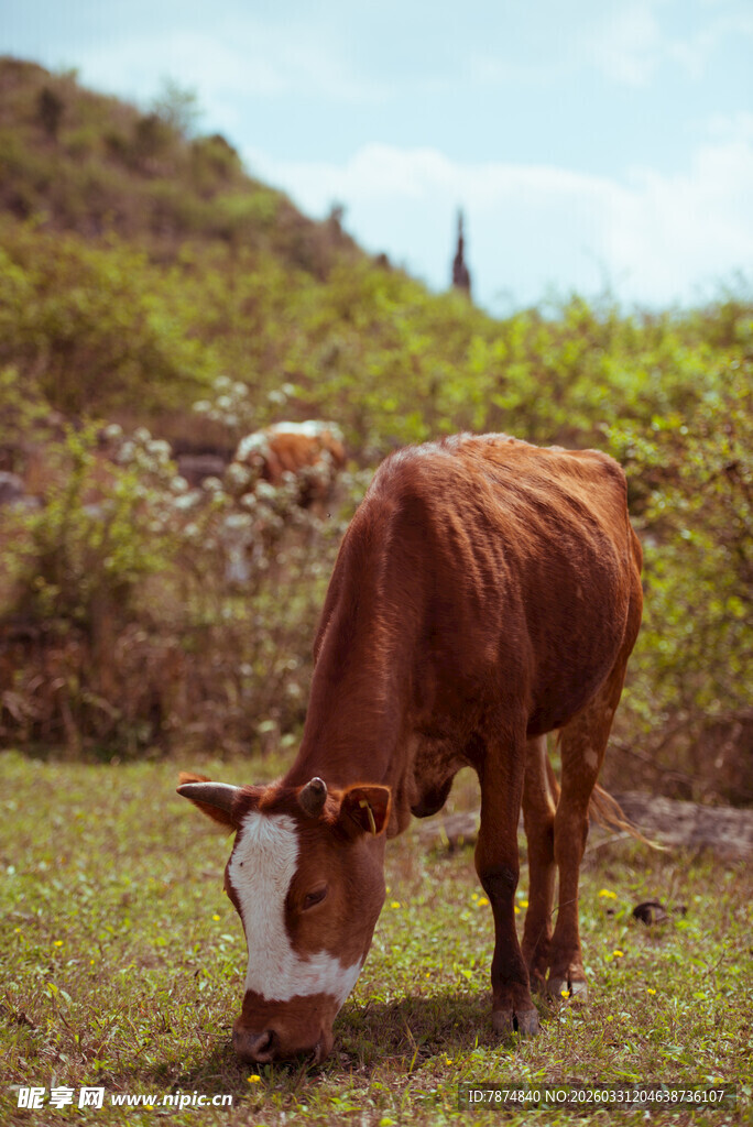 田园中低头吃草的棕色牛