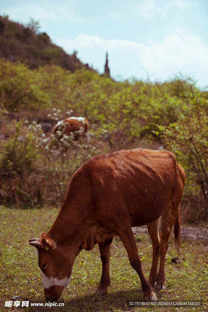田园中低头吃草的棕色牛