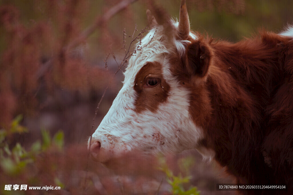 田野中的棕白相间奶牛