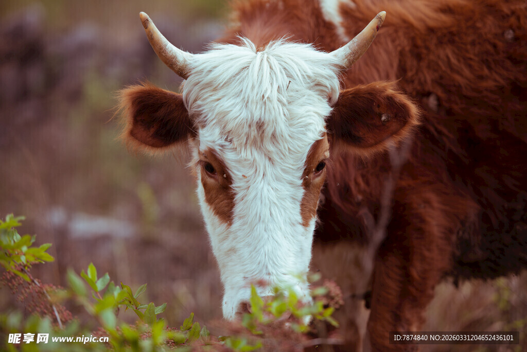 田园中低头吃草的牛