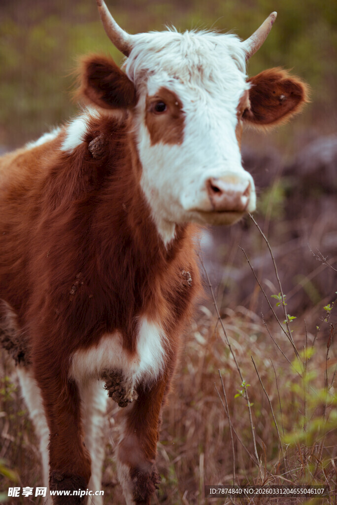 田野中的棕白相间小牛