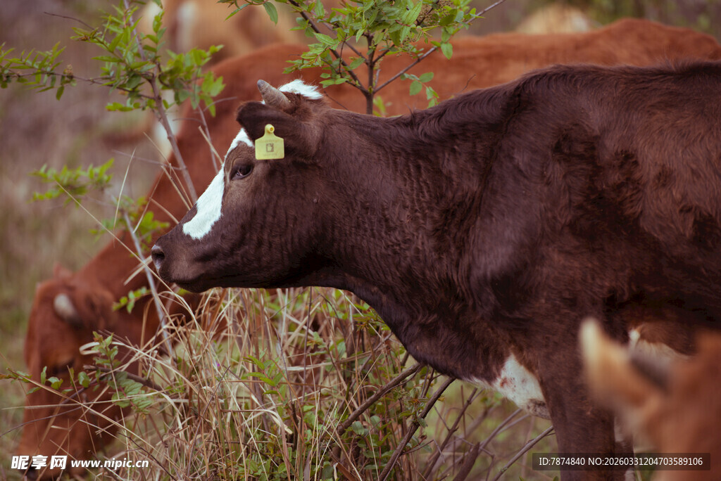 牧场上的棕色牛