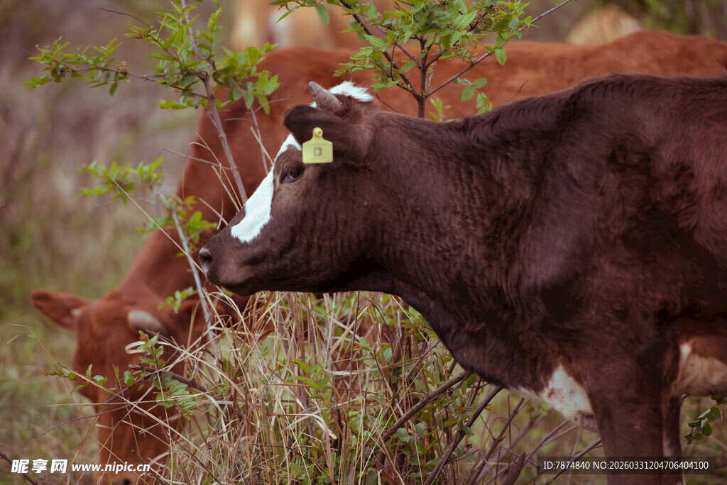 田野中的棕色奶牛