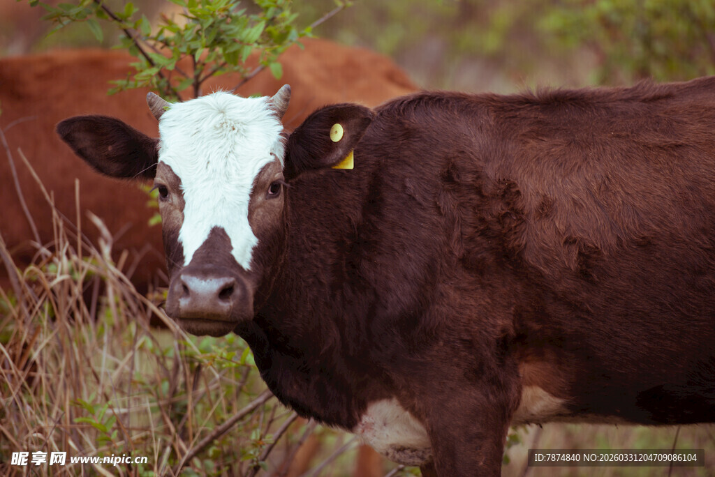 田野中的棕白相间奶牛
