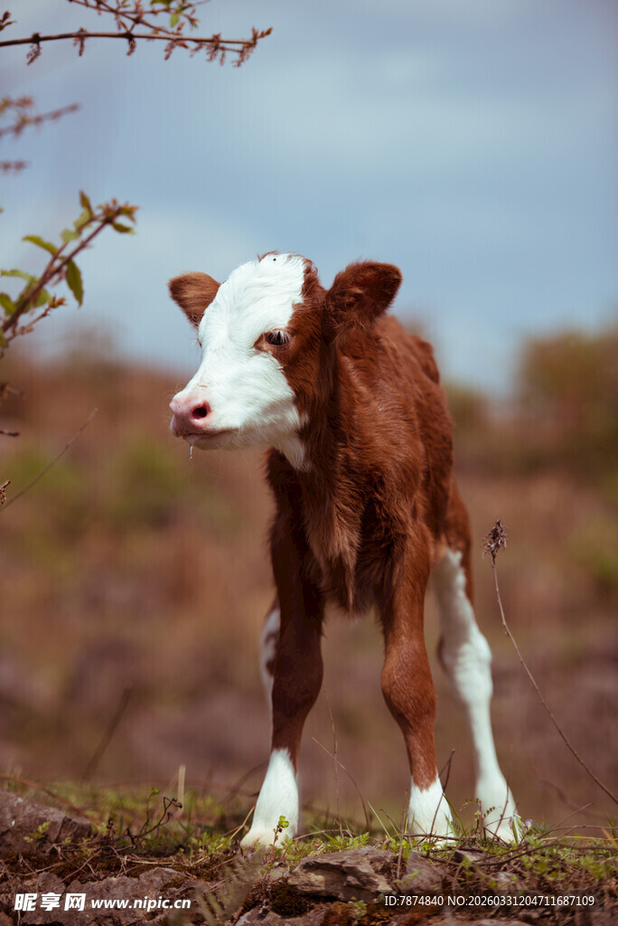 田野中的棕白小牛