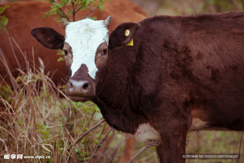 田野中的花斑牛