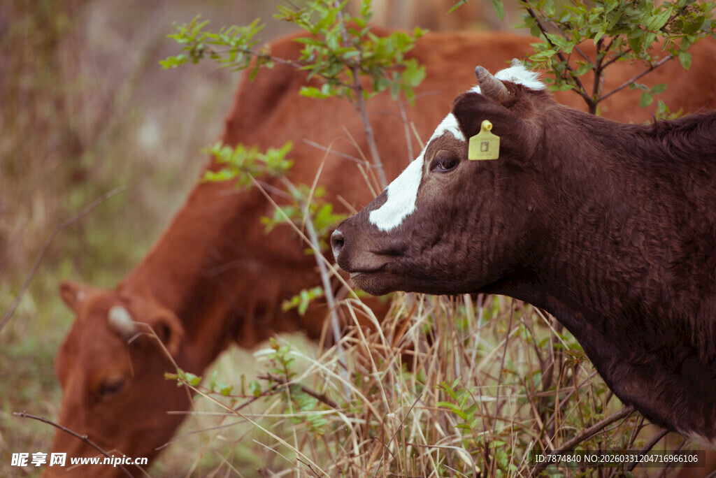 田野中的两头牛