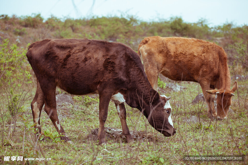 田野中两头牛悠闲吃草