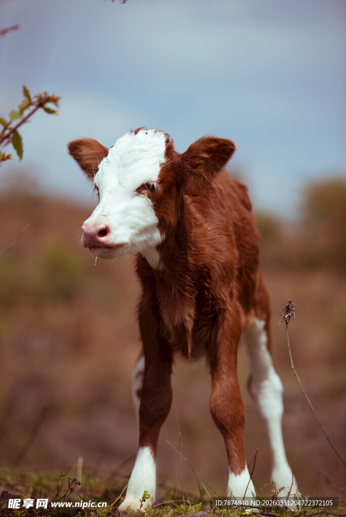 田野中的可爱小牛犊