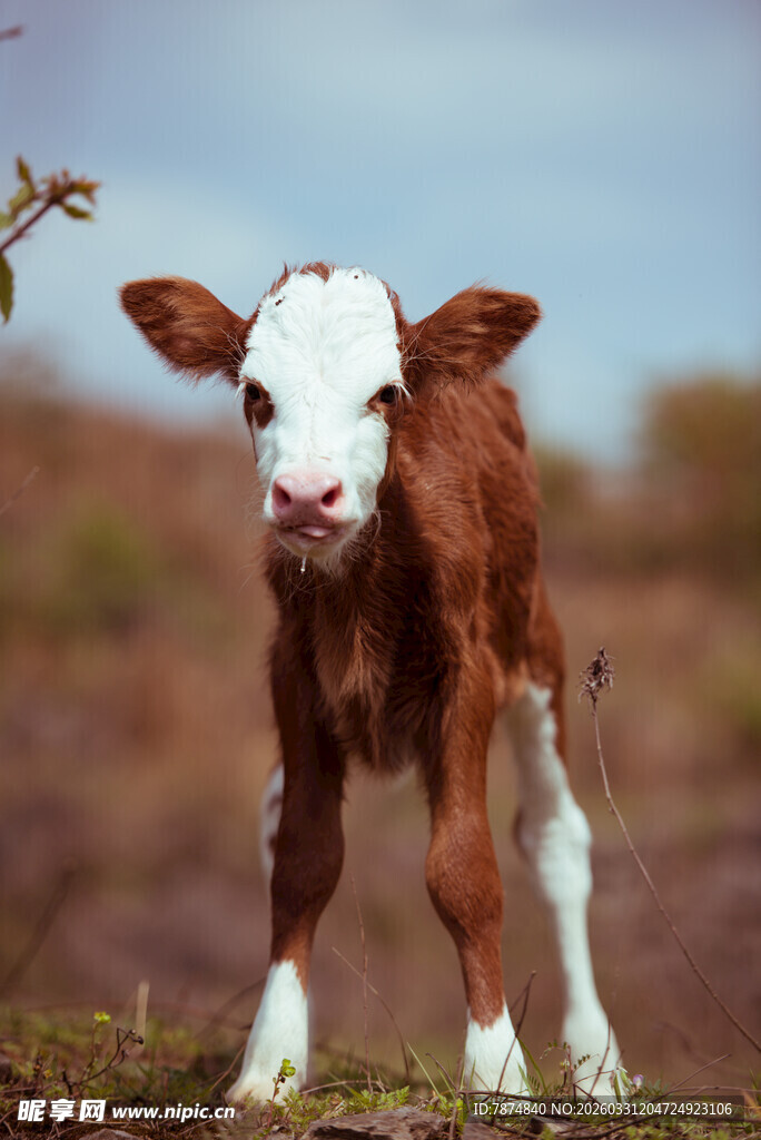 可爱小牛站立于户外草地