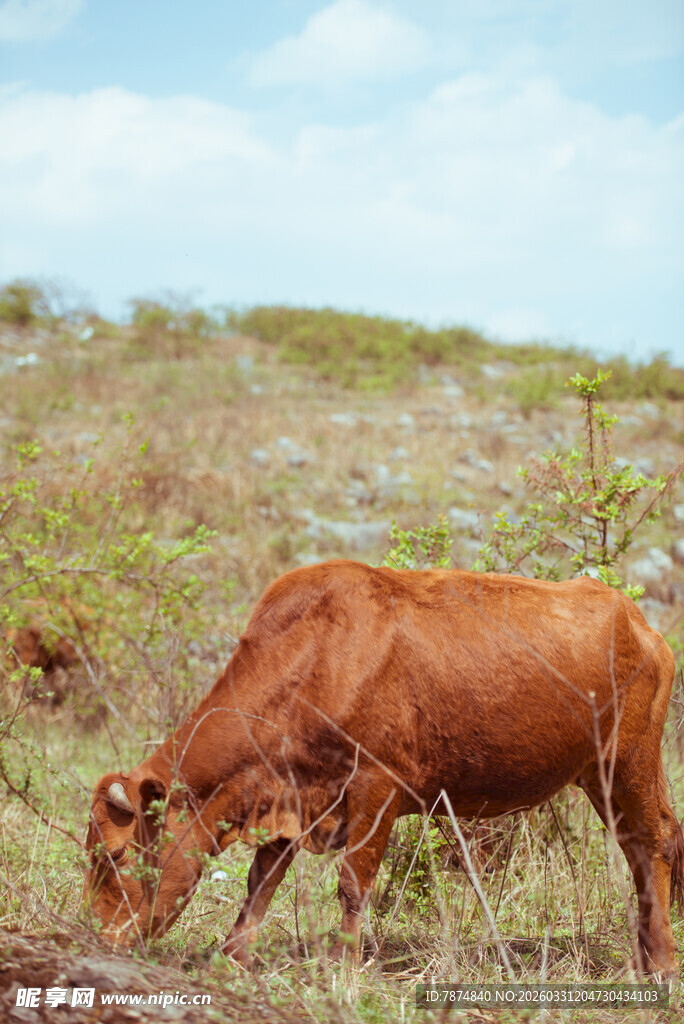 田野中低头吃草的棕色牛