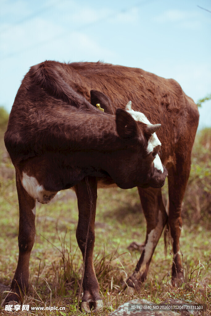 田野中低头的棕色奶牛