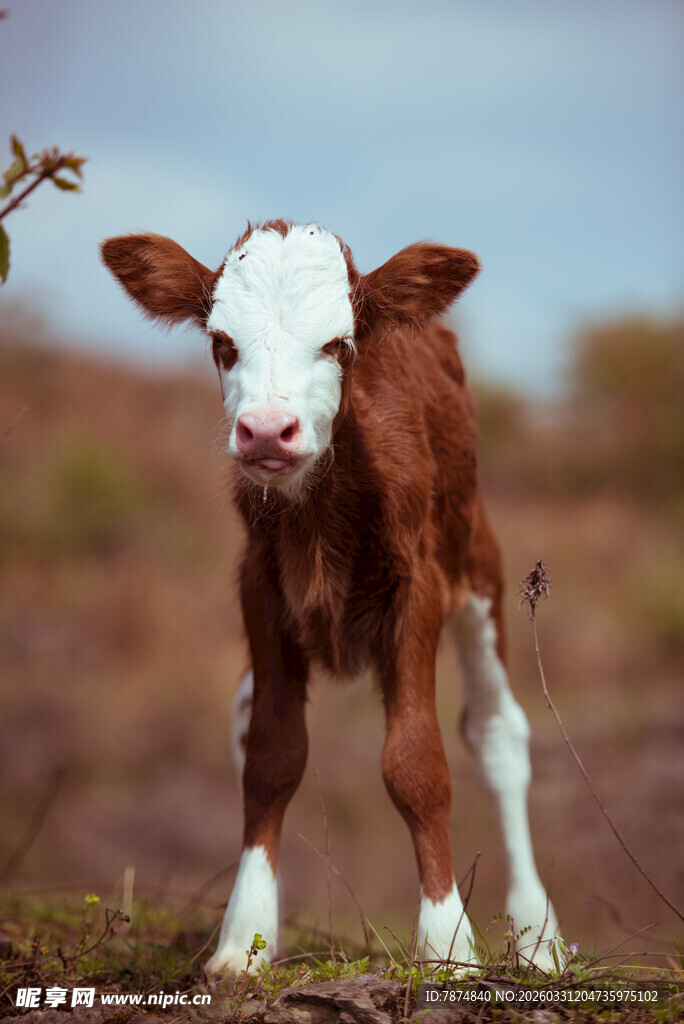 可爱小牛站立于户外草地