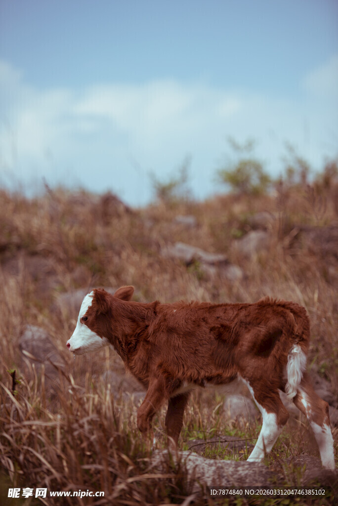 田野中的棕色小牛
