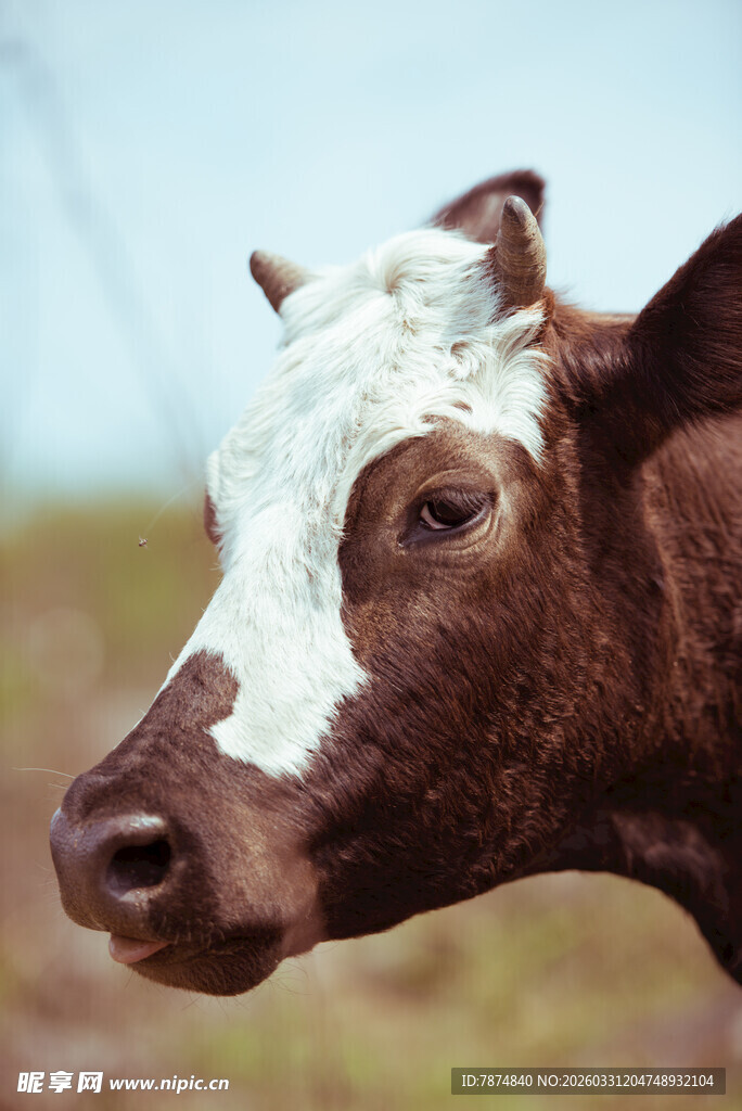 棕白相间的牛特写
