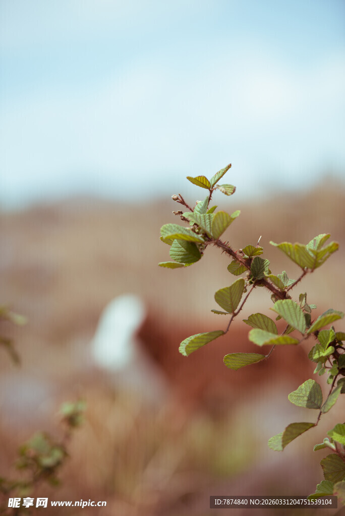 嫩绿枝叶展现自然生机