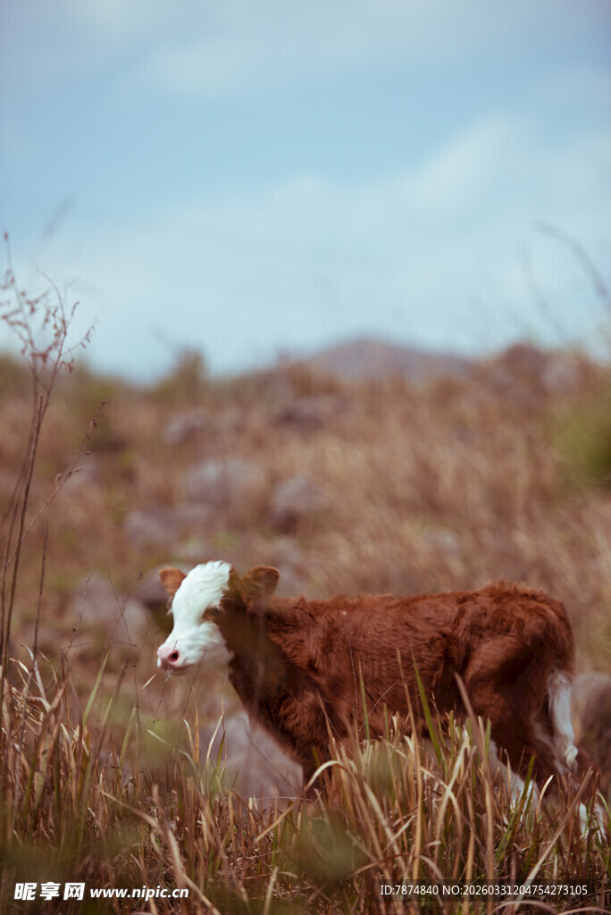 田野中的小牛
