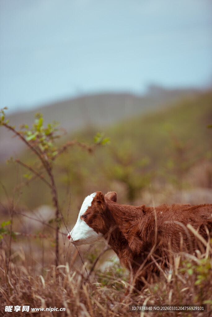 田野中的棕白相间小牛