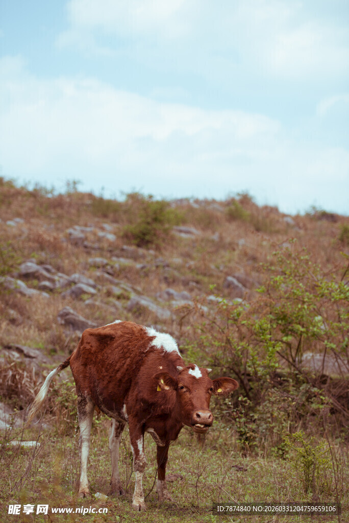 草原上的棕色奶牛