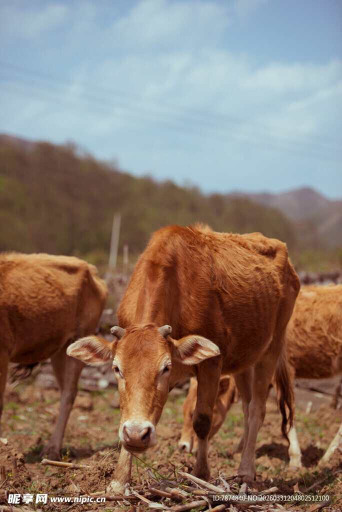 田野中的几头棕色耕牛
