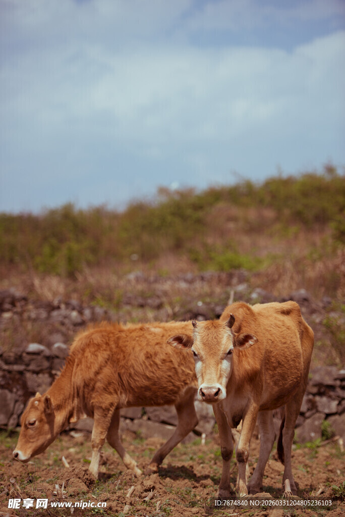 田野中的两头棕色耕牛