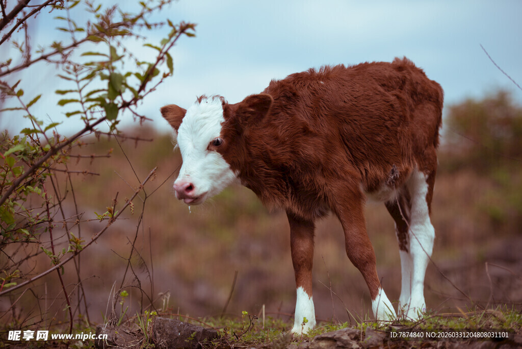 田野中的棕白小牛