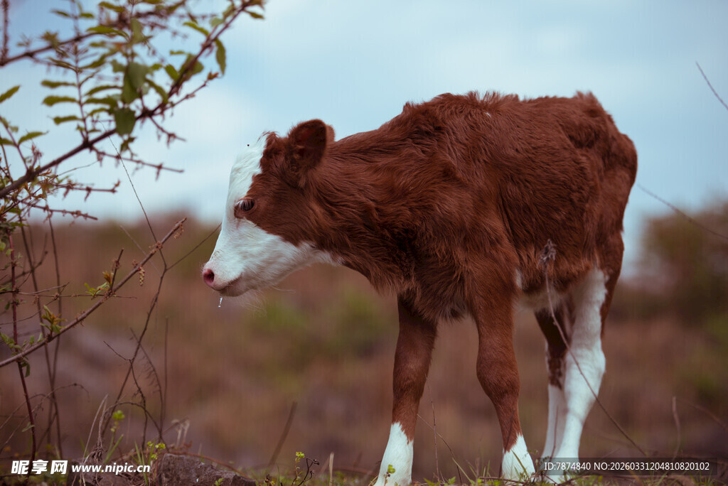 田野中的棕白小牛