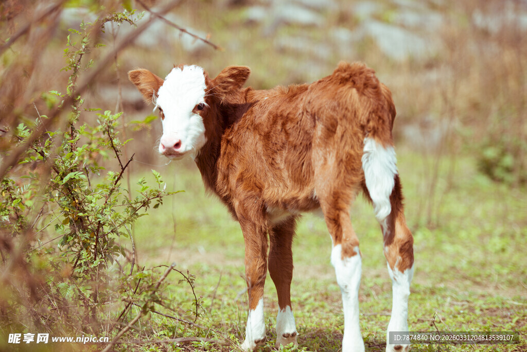 田野中的可爱小牛犊