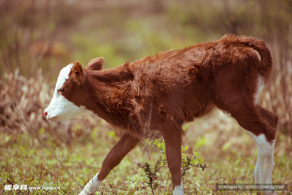 田野中的棕色小牛