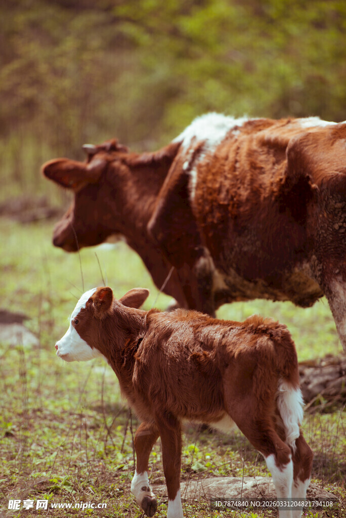 母牛与小牛在草地