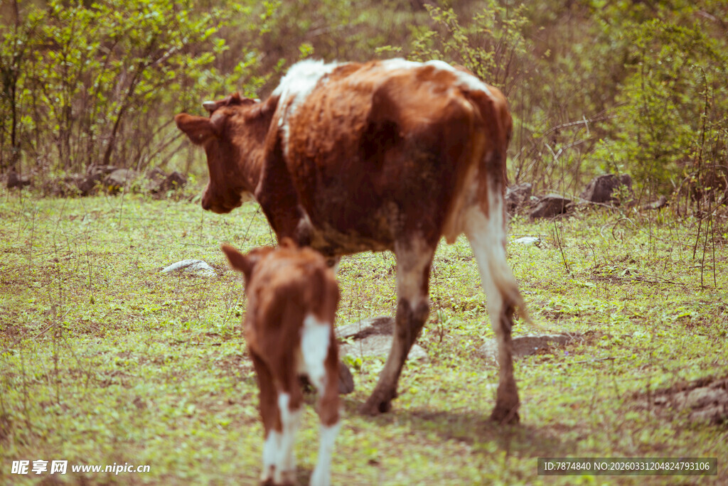 母牛与小牛漫步于草地