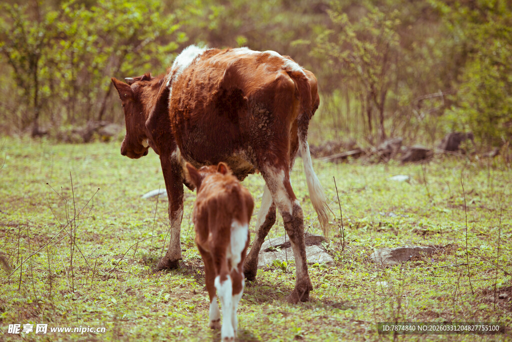 草地上的母牛与小牛