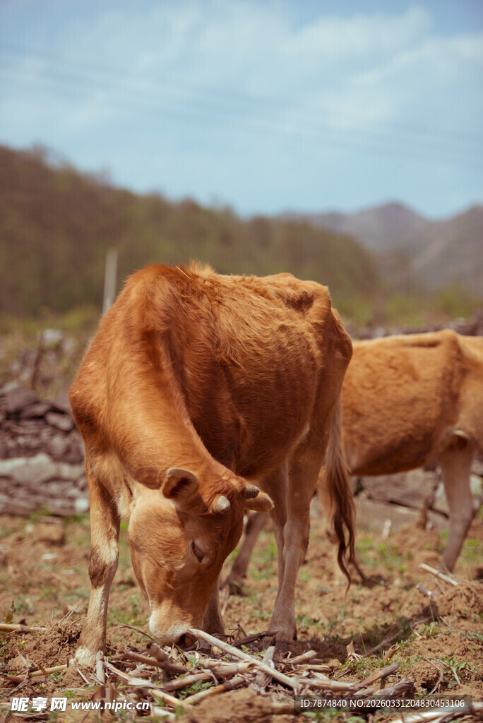田野中吃草的两头黄牛