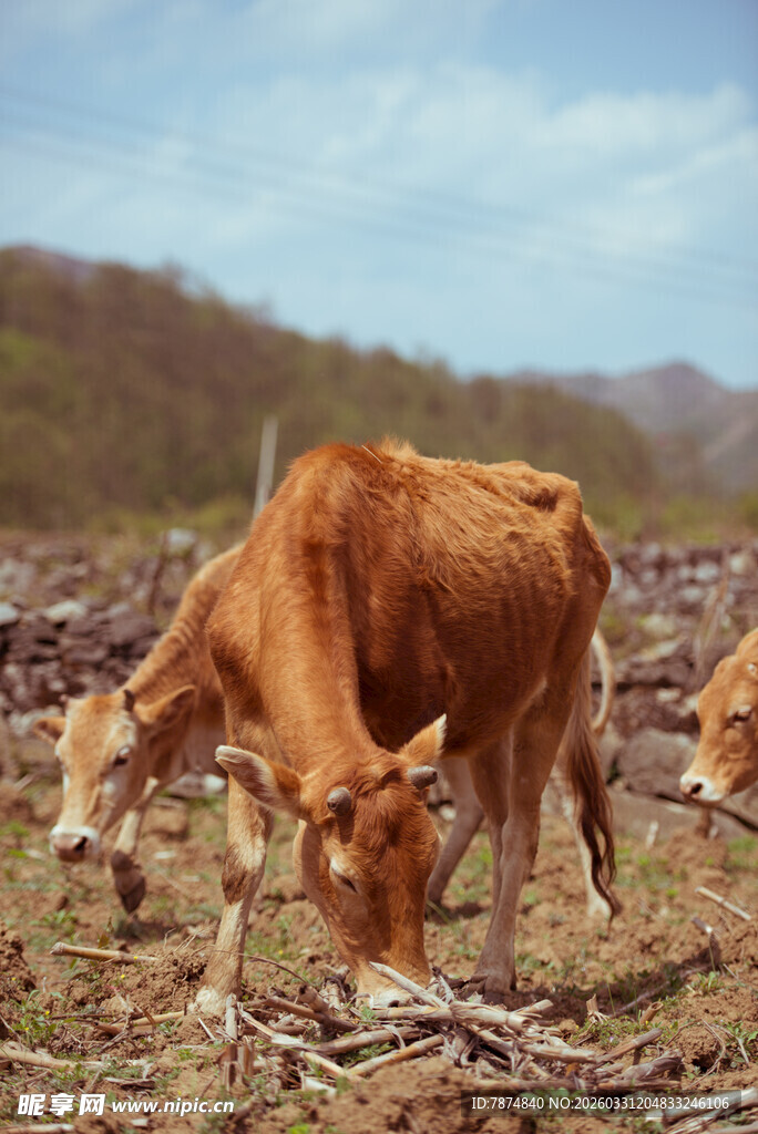 田野中低头吃草的黄牛