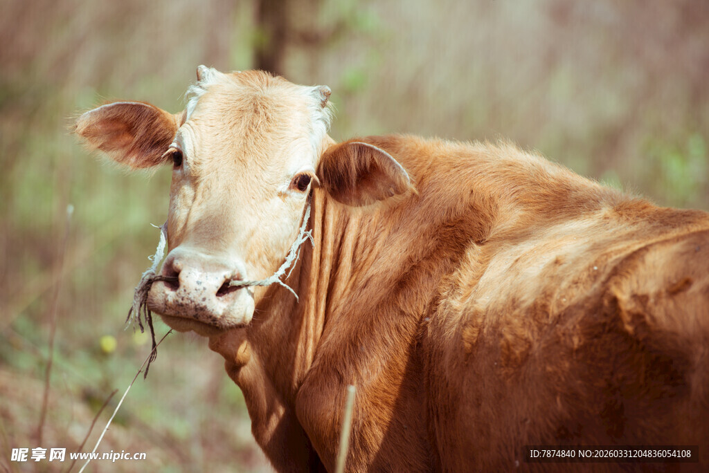 棕色奶牛近景特写