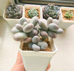 可爱多肉盆栽展示