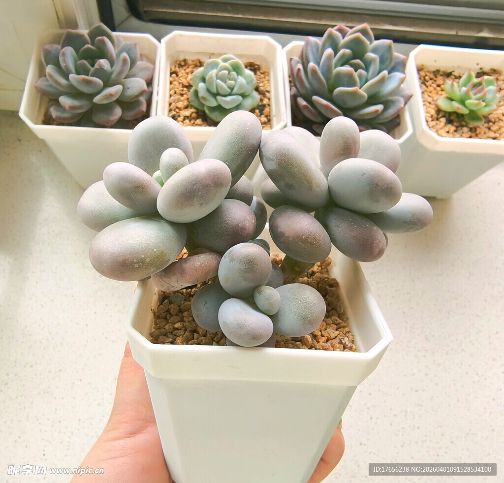 可爱多肉盆栽展示