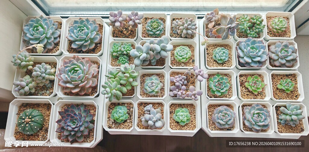 多彩多肉盆栽展示
