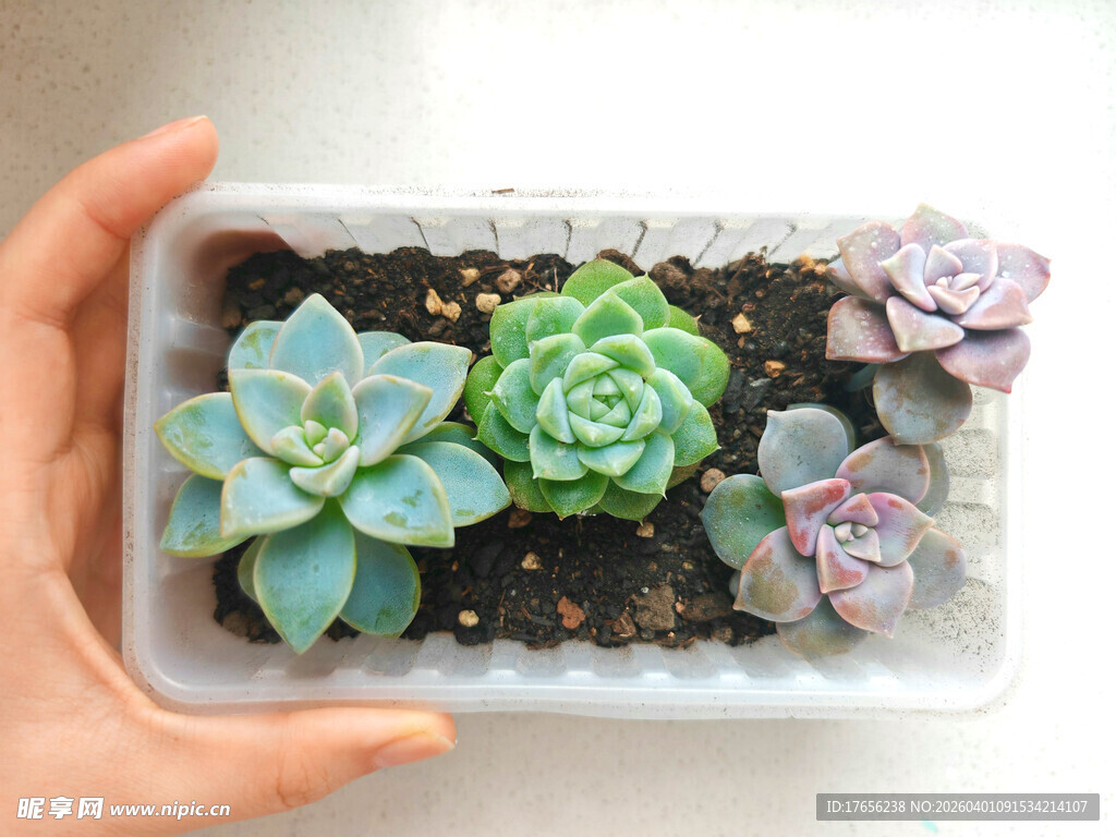 手捧多肉植物组合