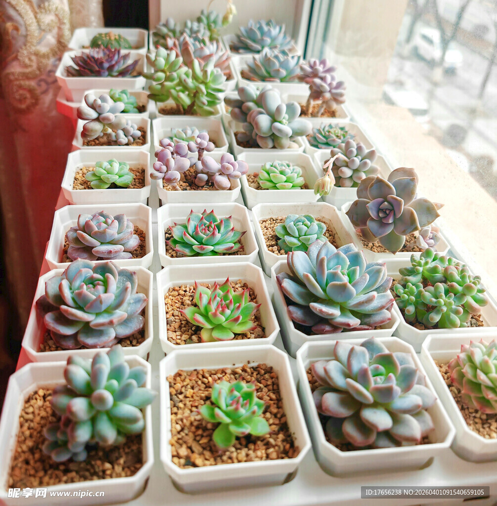 多彩多肉盆栽整齐排列