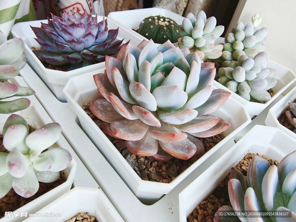 橙梦露多彩多肉植物盆栽展示