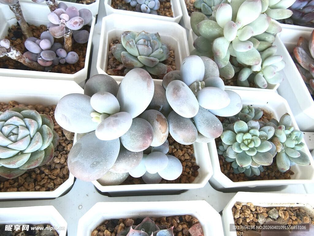 多彩多肉盆栽展示