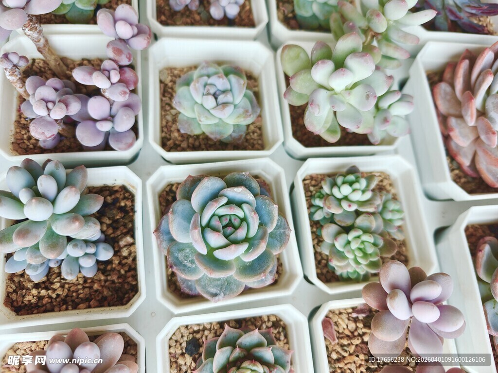 多彩多肉植物盆栽展示