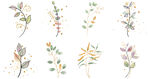 手绘清新植物花卉png合集