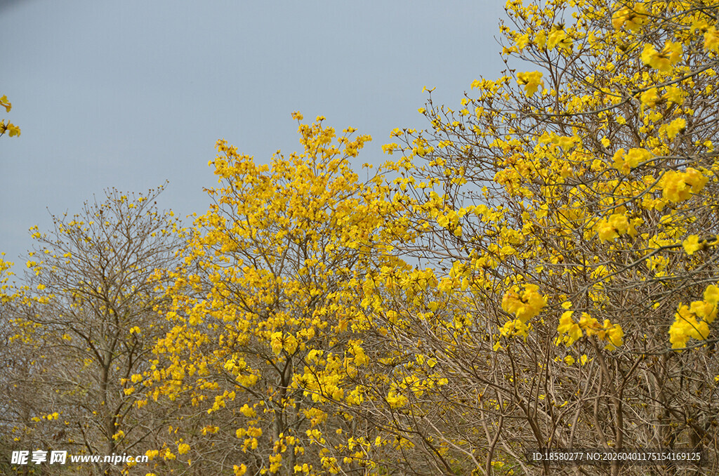 黄风铃花黄风铃树林