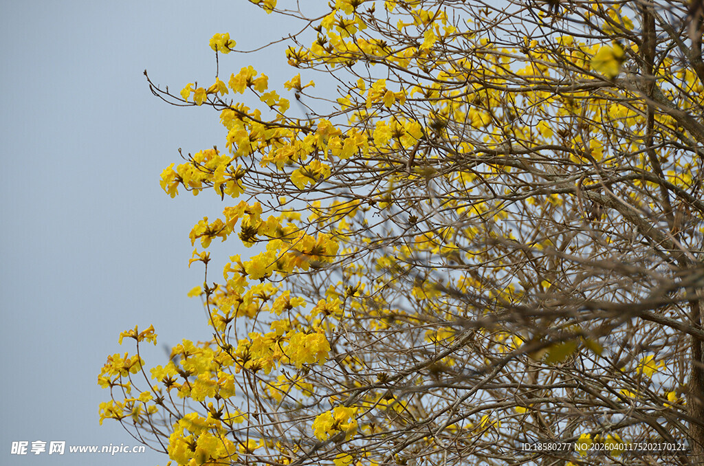 金黄繁花满树的美丽景象