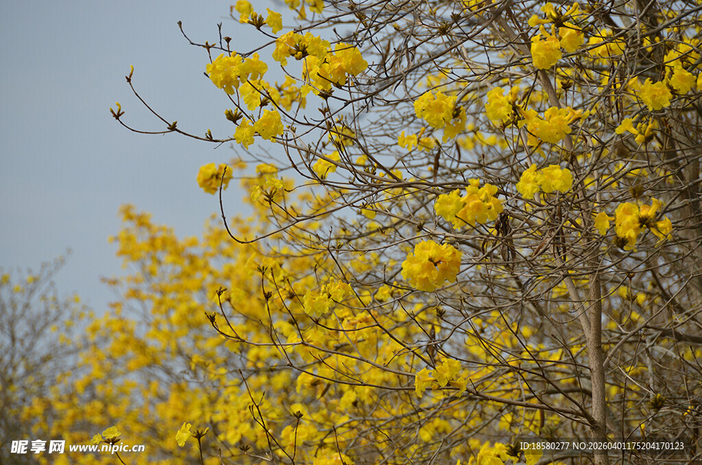 春日金黄繁花绽放